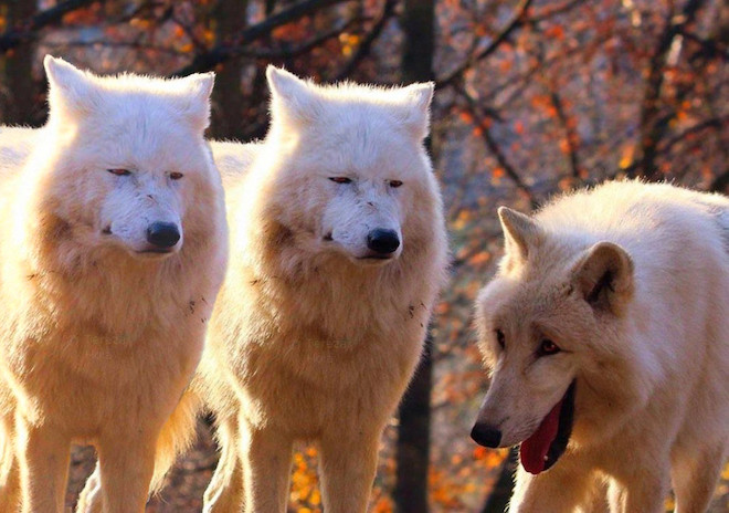 File:Laughing Wolves (2 serious and 1 laughing).jpg