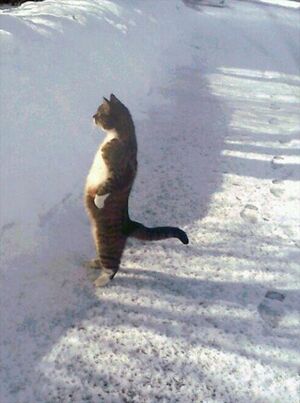 Cat Standing in the Snow: blank meme template (no caption)