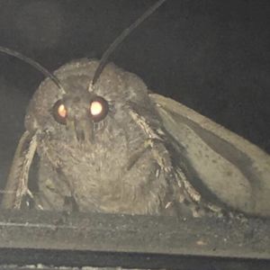 Moth Lamp: blank meme template