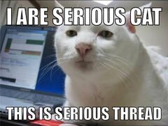 Serious Cat meme #2