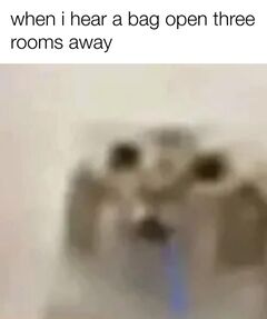 Drooling Cat meme #3