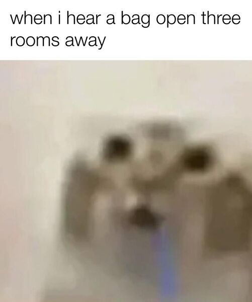 File:Drooling Cat meme 3.jpg