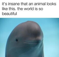 Smiling Dolphin meme #1