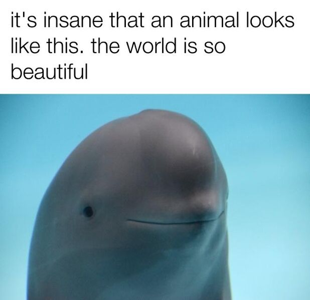 File:Smiling Dolphin meme 1.jpg