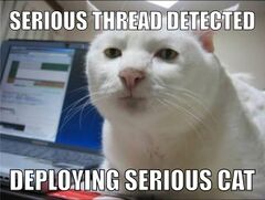Serious Cat meme #4