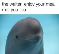 Smiling Dolphin meme #4