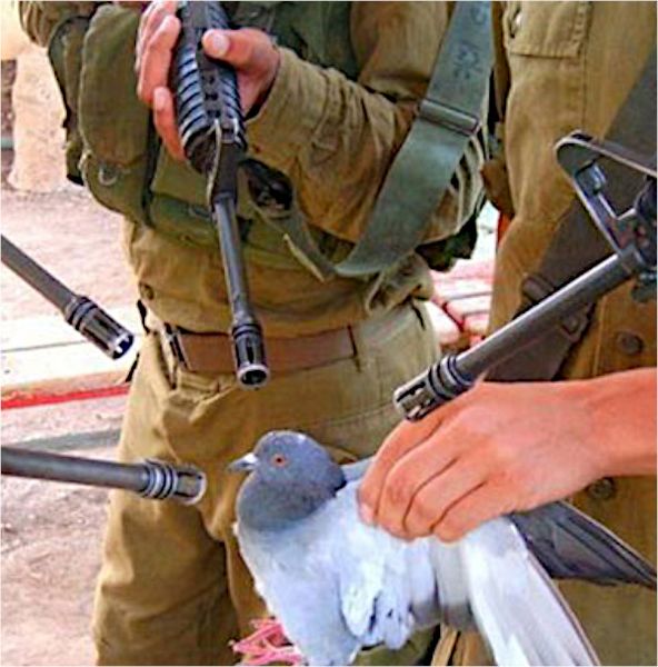 File:Pigeon Surrounded By Guns.jpg
