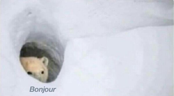 600px-Bonjour_Bear.jpg