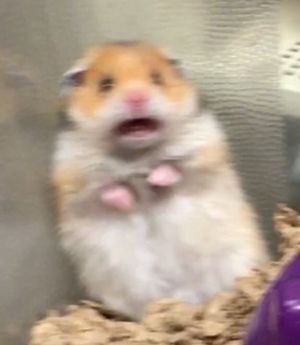 hamster scared