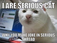 Serious Cat meme #3