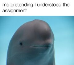 Smiling Dolphin meme #3