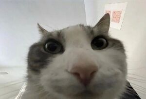 Cat Looks Inside: blank meme template