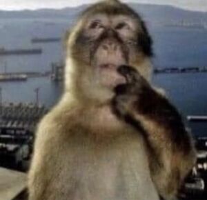 Thinking Monkey: blank meme template