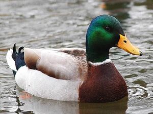 Actual Advice Mallard: blank meme template