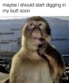 Thinking Monkey meme #1