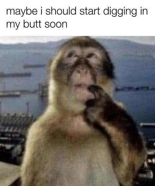 File:Thinking Monkey meme 1.jpg