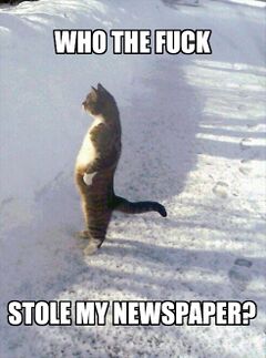 Cat Standing in the Snow meme #4