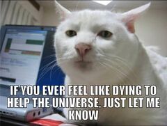 Serious Cat meme #1
