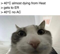 Cat Looks Inside meme #1