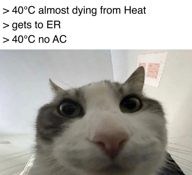 File:Cat Looks Inside meme 1.jpg