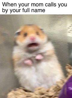 Scared Hamster meme #1