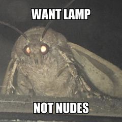 Moth Lamp meme #2