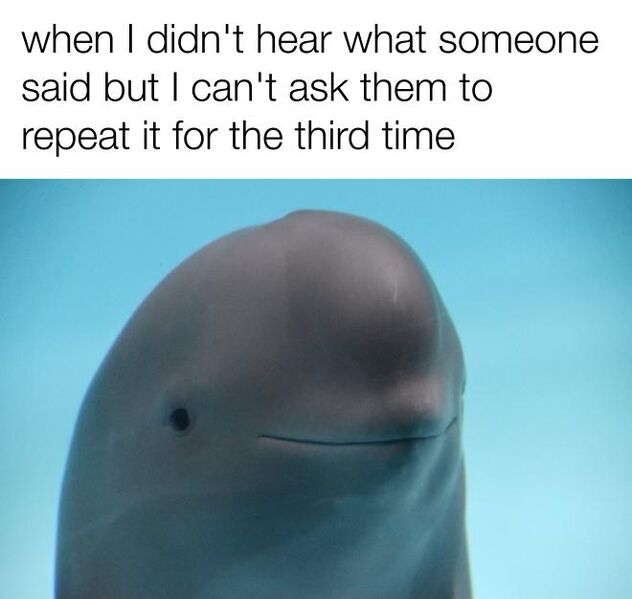 File:Smiling Dolphin meme 2.jpg