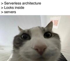 Cat Looks Inside meme #4