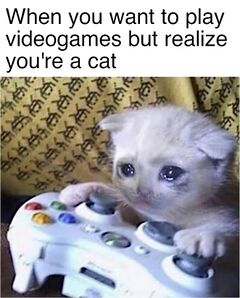 Sad Gaming Cat meme #3
