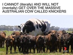 Knickers The Steer meme #1