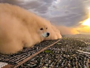 Dust Storm Dog: blank meme template