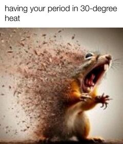 Disintegrating Squirrel meme #2