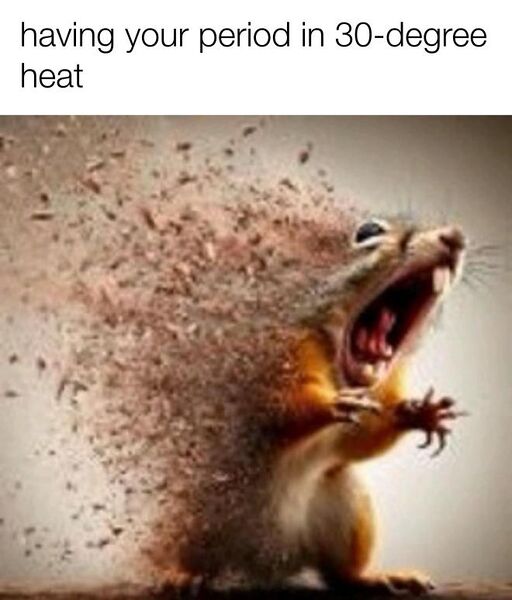 File:Disintegrating Squirrel meme 2.jpg