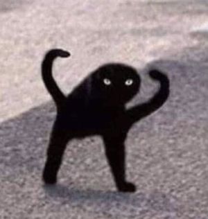 Cursed Cat - Meming Wiki