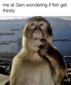 Thinking Monkey meme #4