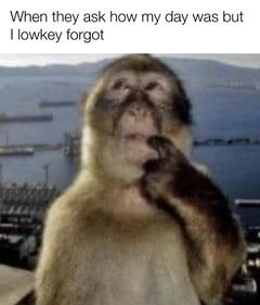 Thinking Monkey meme #2