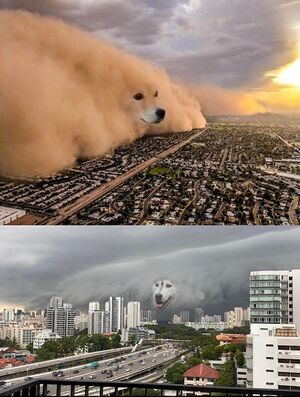 Dust Storm Dog: blank meme template (2 panel)