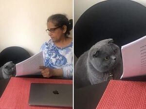 Woman Showing Papers to Grey Cat: blank meme template