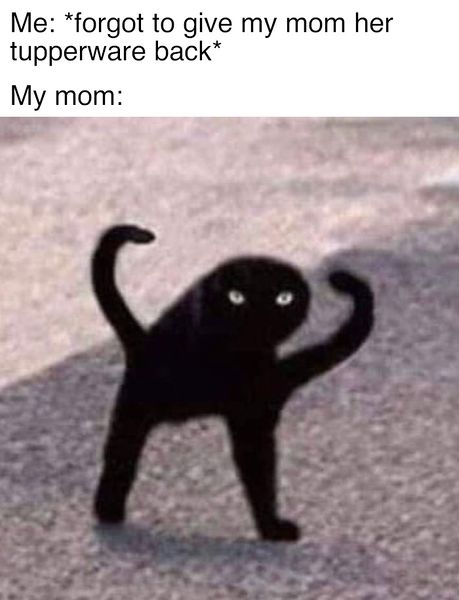 File:Cursed Cat meme 3.jpg